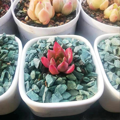 YISZM Succulents and Cactus Green Zeolite Rocks, Decorative Stones Pebbles for Indoor Plants, Bonsai, Fairy Gardening, Terrarium, 5lb