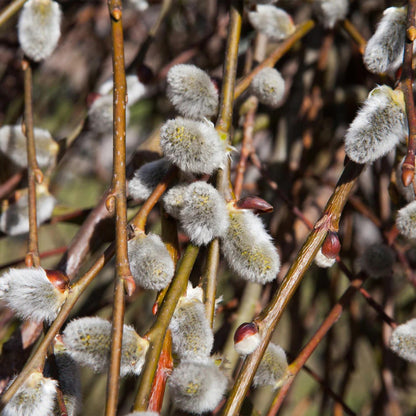 Pussy Willow Live Plant, 6-12 Inch Tall Shrub in 2.5 Inch Pot, Hardy Willow Tree for Spring Blooms and Garden Borders