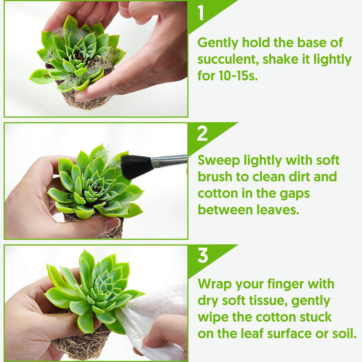 Sprout N Green Echeveria 'Hortencia' Plant with 4 inch Starter Pot, Rare Live Succulent Plant Fully Rooted, Home Office Indoor Outdoor Wedding Decoration DIY Projects Party Favor