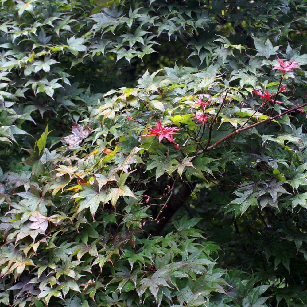 Brighter Blooms - Bloodgood Japanese Maple Tree, 4-5 ft. - No Shipping to AK, AZ, HI