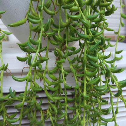 String of Banana Live Plants, Easy Indoor Trailing Succulent in 2.5" Pot, Hanging Succulent Houseplant Indoor Outdoor Planting