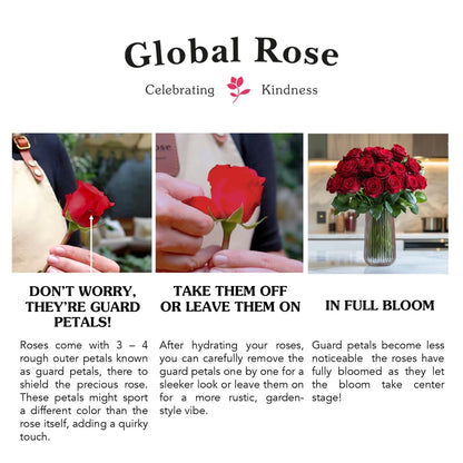 GlobalRose 75 Orange Roses Bouquet - Responsibly Sourced Roses Fresh Flowers - Hand-Picked Flowers Fresh Bouquet for Graduation, Anniversary, Birthday & Special Occasions (3 Bunches of 25 Stems)