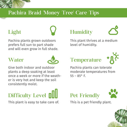 Money Tree Guiana Chestnut Pachira Stump Live Plant for Indoor | Different Houseplants in 4'' & 6'' Pot | Real House Plant for Living Room, Office & Bathroom | Pachira aquatica
