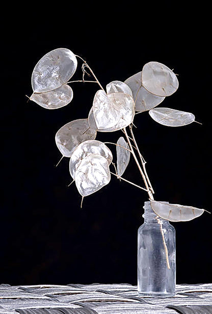 150 Seeds Lunaria - Money Plant Seeds - Marde Ross & Company