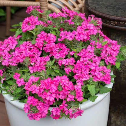Pack 4 Pink Perennial Verbena Plants, Pink Verbena Live Plants, Verbena Flower Trailing Plants Live for Planting, Pink Verbena Plants in Zones 7 to 11