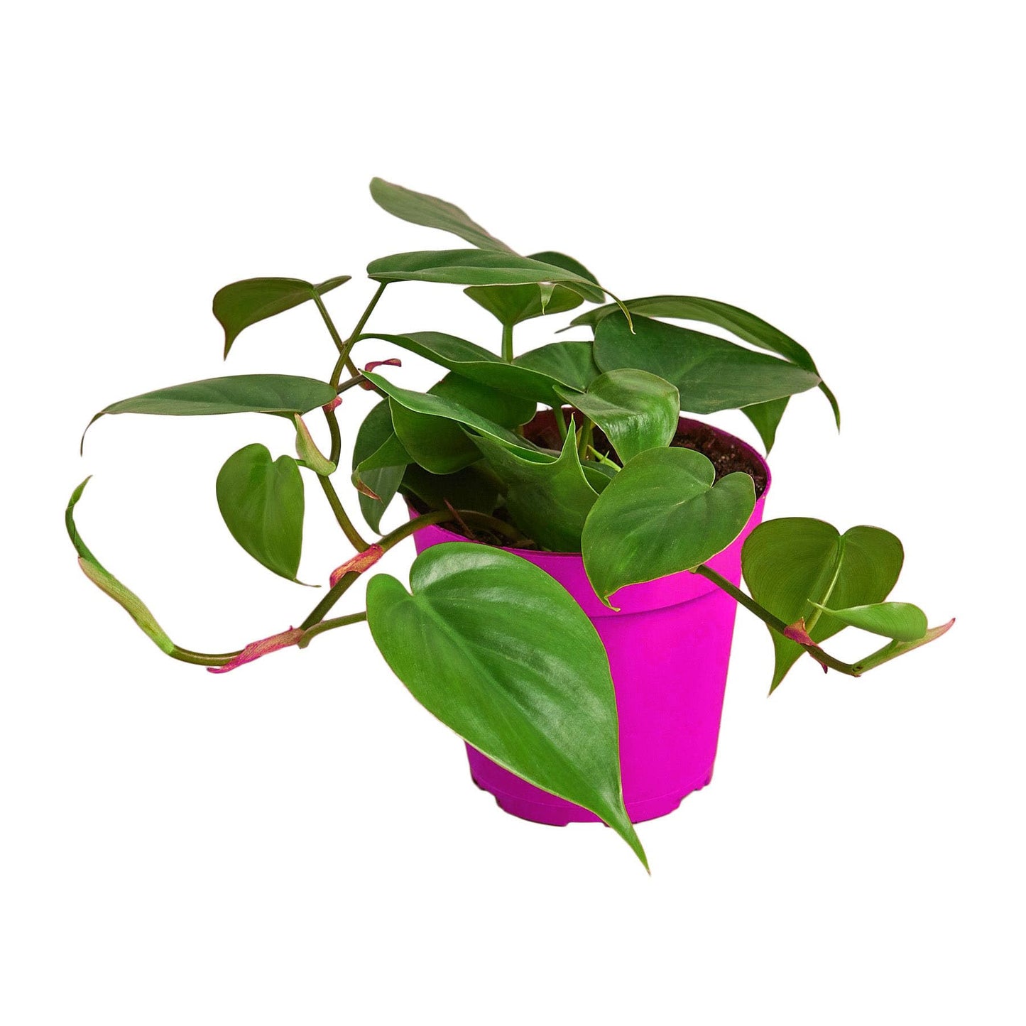 Philodendron Cordatum Heartleaf in 4in Pot - Live Plants Tropical Houseplants | Variegated | USA Growers | The Snobby Leaf