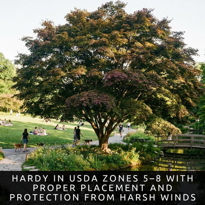 2-Pack Live Green Japanese Maple Tree Starts – Acer Palmatum Seedlings – Ornamental Landscape Trees – Vibrant Spring Color – Easy to Grow Starter Plants