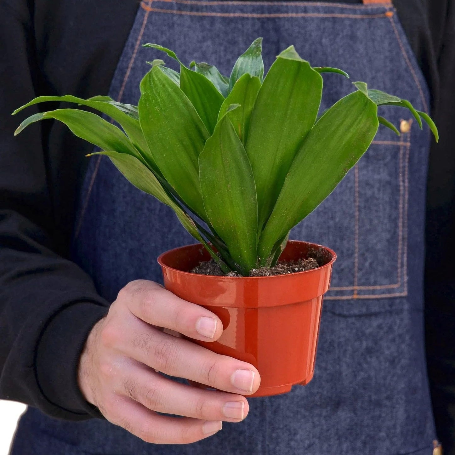 6 Pack Dracaena 'Janet Craig' in 3in Pot - Live Plants Tropical Houseplants | Variegated | USA Growers | The Snobby Leaf