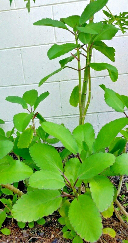 Kalanchoe Pinnata, , Goethe, Miracle Leaf Rooted