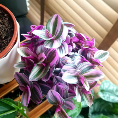 Wandering Jew Live Plant, Pink Wandering Jew Plant Live Houseplants, Wandering Jew Live Plant Indoor