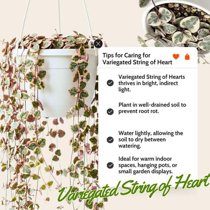 Variegated String of Heart Plant, 2" Pot, Ceropegia Woodii Variegata, Trailing Succulent Vine for Indoor Planting