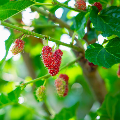 3-Pack Mulberry Plants Live for Planting, 5-9” Tall, Sweet Mulberries Trees Live (Red Mulberry)