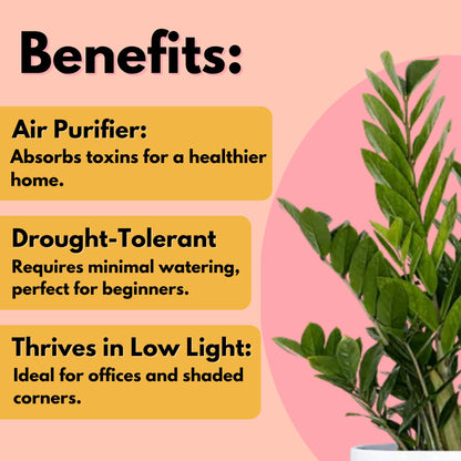 United Nursery ZZ Plant Live 10–14 inches Tall in 6 inch Plant Pot, Easy Care Low Light Indoor House Plant for Home and Office Decor
