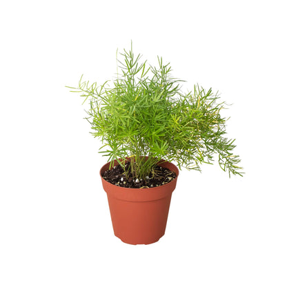 Fern 'Sprengeri' | Live Plant for Indoor & Outdoor | for Living Room, Office, Bathroom | (4" Pot)