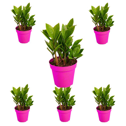 6 Pack Zamioculcas Zamiifolia ZZ in 4in Pot - Live Plants Tropical Houseplants | Variegated | USA Growers | The Snobby Leaf