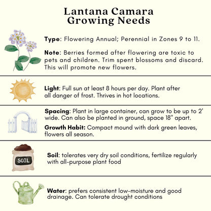 Clovers Garden Lantana Camara Flowers – Two (2) Live Plants Non-GMO Each Plant 4" to 8" Tall – in 4" Inch Pots - Natural Mosquito Garden - Attract Hummingbirds & Butterflies, Assorted Colors