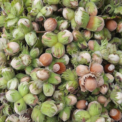American Hazelnut Tree Live Plant, 2-3 Feet Tall, Edible Hazelnut Tree Plant in 3 Gallon Pot, No Shipping CA