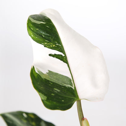 Green Circle Growers White Princess Live Indoor Plants in 5" Beige Rockefeller Pot, House Plant