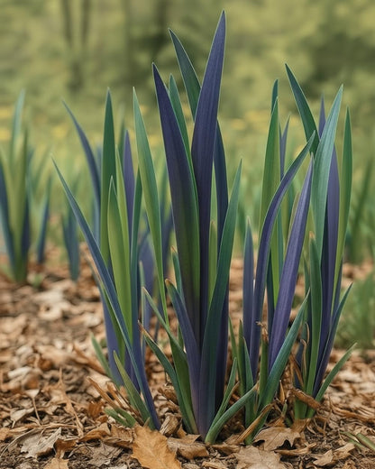 Perennial Farm Iris versicolor 'Purple Flame' – Live Perennial Blue Flag Iris Plant, Size #1 Container, Striking Blue Flowers – Native, Water-Loving, Deer Resistant