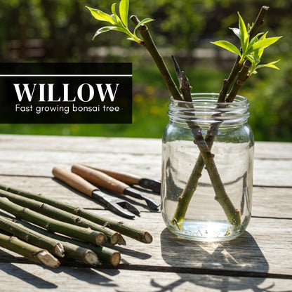 Hey Dina Willow Bonsai Tree - Thick Trunk Cutting, Fast Growing - Easy Care Indoor/Outdoor Bonsai – Living Gift for Beginners or Plant Enthusiasts