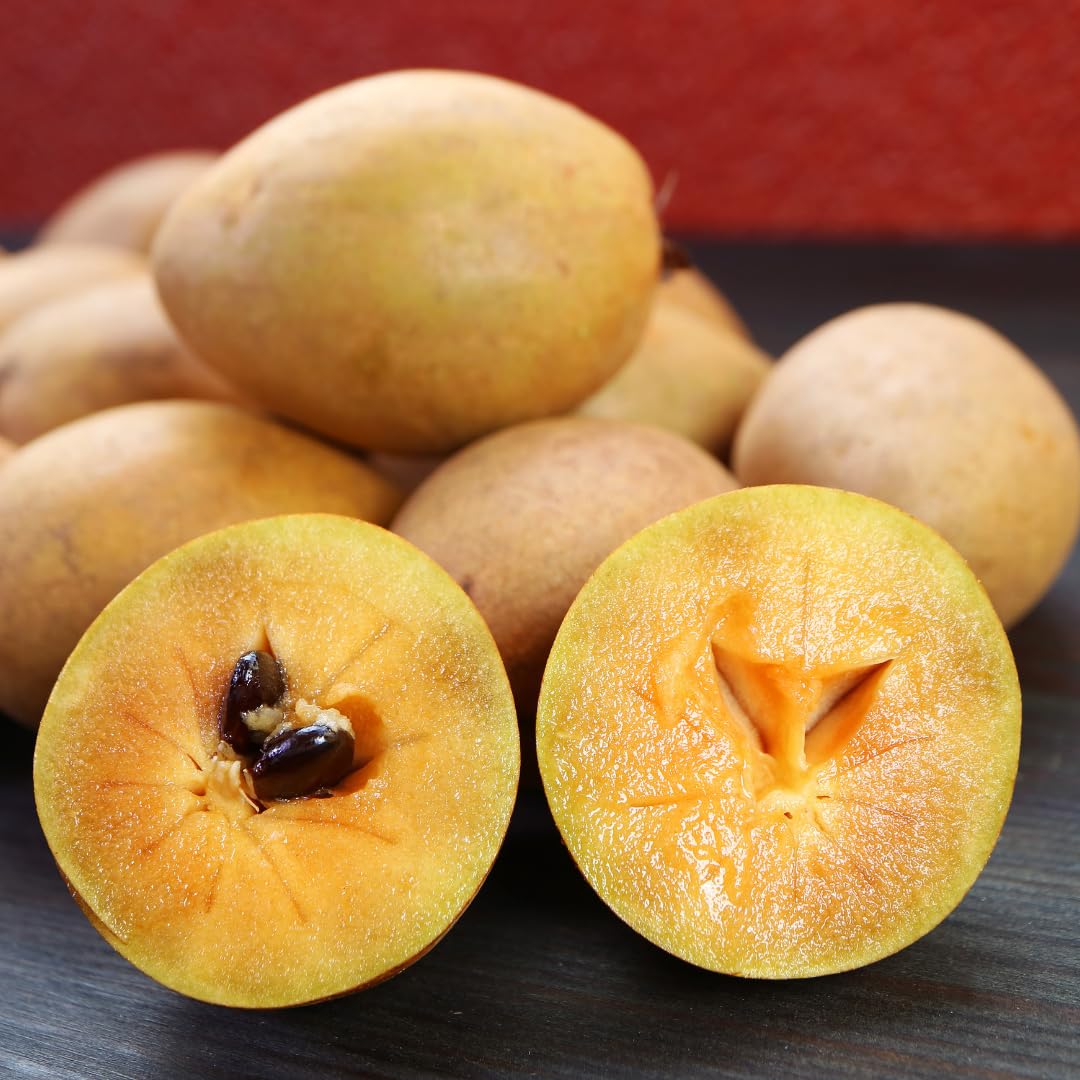 Sapodilla Tree Live Plant, Sweet Tropical Fruit Tree, 2–3 Feet Tall in 3 Gallon Pot, Ready for Outdoor Planting, No Ship to CA