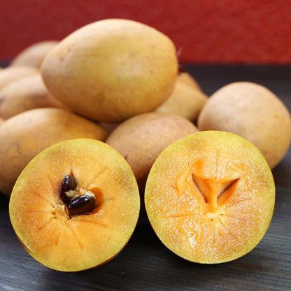 Sapodilla Tree Live Plant, Sweet Tropical Fruit Tree, 2–3 Feet Tall in 3 Gallon Pot, Ready for Outdoor Planting, No Ship to CA