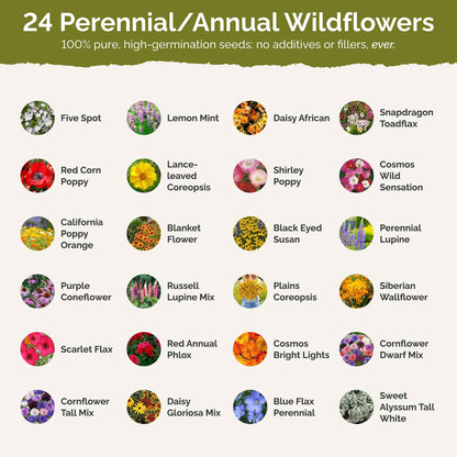 Eden Brothers Southeast Wildflower Mixed Seeds for Planting, 1 lb, 480,000+ Seeds with Cornflower, Blanket Flower | Attracts Pollinators, Plant in Spring or Fall, Zones 3, 4, 5, 6, 7, 8, 9, 10