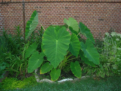 20 Live Colocasia Esculenta Elephant Ear Taro Gabi Kalo Eddo Bulbs by Greenhouse PCA