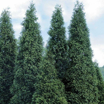 50 Thuja Green Giant Arborvitae Trees/Shrubs - 6-12" Tall Live Plants - Fast Growing Privacy Evergreen Hedges/Bushes - 2.5" Pots - (50 Pack)