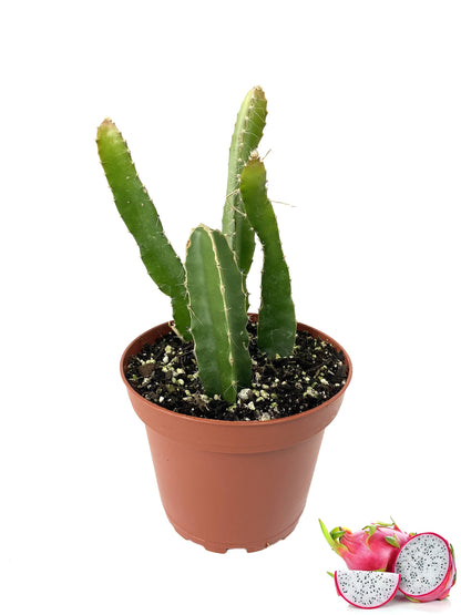 Dragon Fruit Tree - Live Plant in a 4 Inch Pot - Hylocereous Undatus - Edible Tropical Fruit Plant from Florida