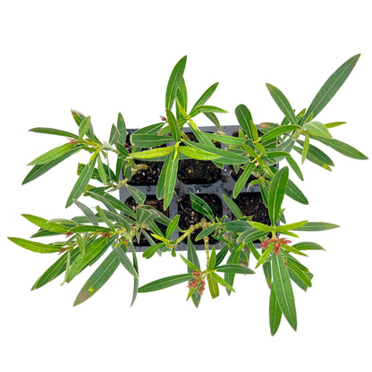 6 Petite Pink Oleander – Dwarf Evergreen Rosey Flowering Shrub for Hedges, Borders & Containers (Nerium Oleander ‘Petite Pink’) in 2.5″ Cubes, Live Plants