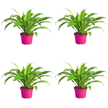 4 Pack Dracaena 'Lime Light' in 6in Pot - Live Plants Tropical Houseplants | Variegated | USA Growers | The Snobby Leaf