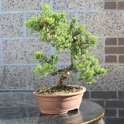Brussel's Bonsai Live Green Mound Juniper Bonsai Tree - Large, 7 Year, 12 to 16 Inches - Outdoor Bonsai Tree Live with Bonsai Pot