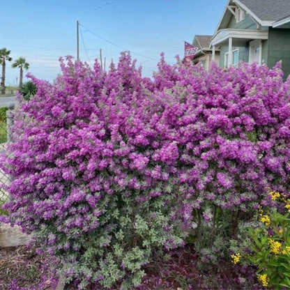 Texas Sage – Live Plants (12)