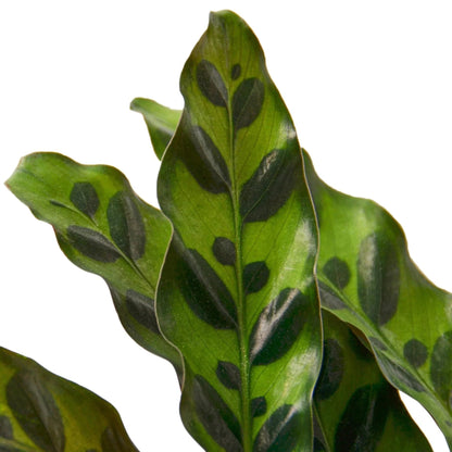 Calathea Lancifolia 'Rattlesnake' | Live Plant for Indoor & Outdoor | for Living Room, Office, Bathroom | (4" Pot)