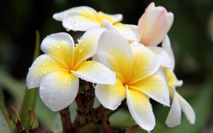 Hawaiian White Plumeria Cutting - Live 10" Frangipani Plant - Fragrant Lei Flower - Premium Big Island Grown Tropical Plant