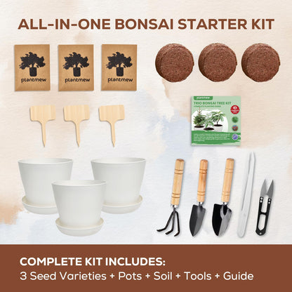 Jacaranda Bonsai Starter Kit – Complete DIY Indoor Growing Kit with Tools, Planter & Guide | Unique Gardening Gifts for Beginners, Women, Men, Mom & Dad | Live Plant Craft Hobby Set
