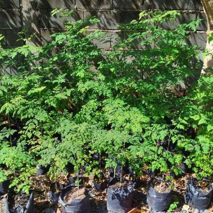 Live Malunggay Plant Potted, Moringa Oleifera Live Tree, 6-8" in Tall Drumstick Horseradish Trees Herb for Planting, 7 Months Old Tree