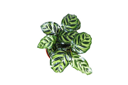 Calathea Peacock Makoyana- 6'' from California Tropicals