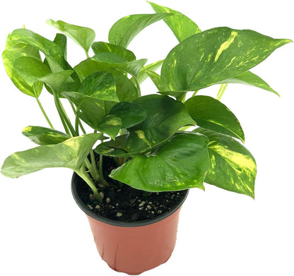 Live Snake Plant & Pothos Plant Bundle - Epipremnum aureus Golden Pothos and Snake Plant Sansevieria Superba Trifasciata - ragnaroc Tropical Plant 5-8” Tall - 2ct Live Arrival Guaranteed