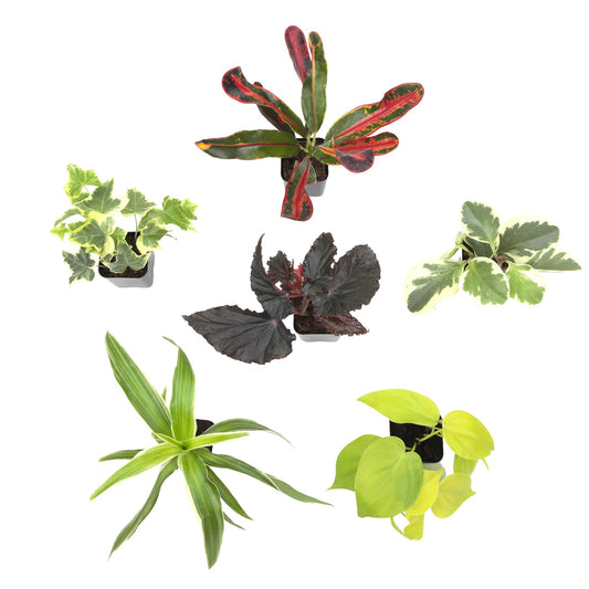Easy to Grow Live Houseplants (6 Pack), Deluxe Collection of Assorted Air Purifying Indoor Plants, Peperomia, Spider Plants, No Duplicates, Pothos, Easy Plant Care, 2 in Pots, Begonia, Croton