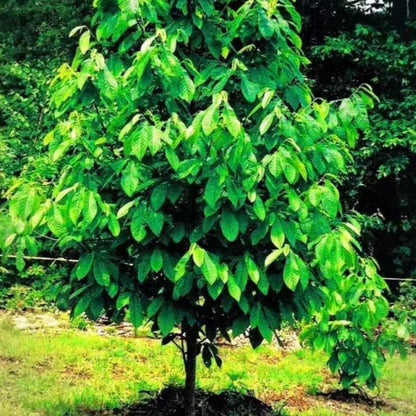 Sets 2 Pawpaw Trees Live Plants 1 Year Old, 7 to 12" Tall Established Roots, Paw Paw Banana Tree Plant Live, Pawpaws Plant for Growing Outdoor