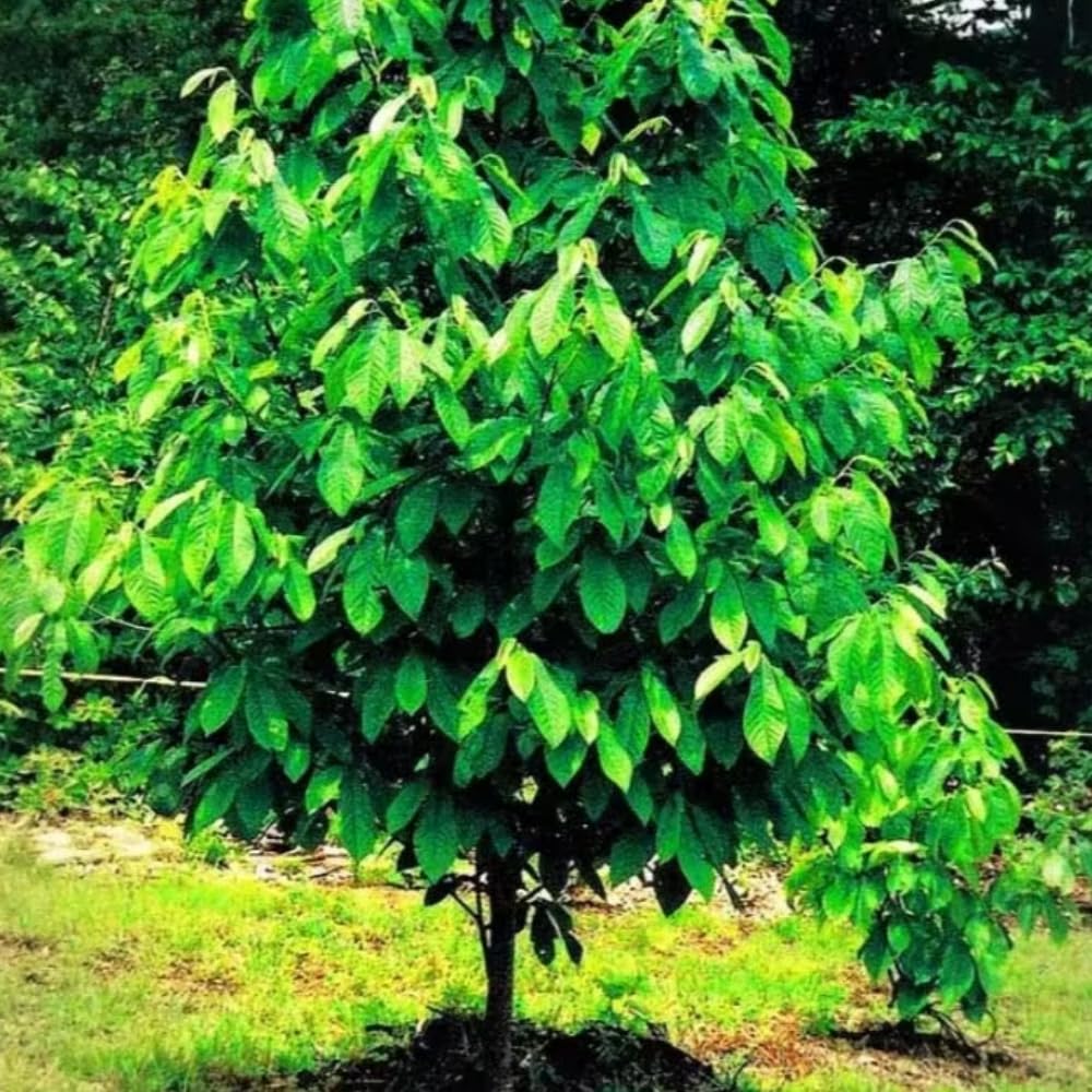 Pawpaw Tree Live Plant, Paw Paw Trees Plants Live in Quart Pot, Asimina Triloba Trees for Planting, 6-12" Tall Live Plants