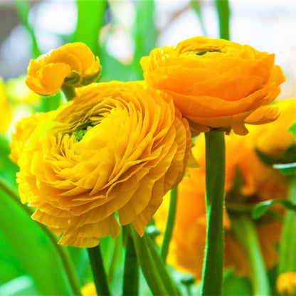 Easy to Grow Yellow Ranunculus 10 Flower Bulbs - Spring Bright Yellow Tecolote Buttercup Blooms in Sun, Carlsbad Flower Fields, Great for Cutting