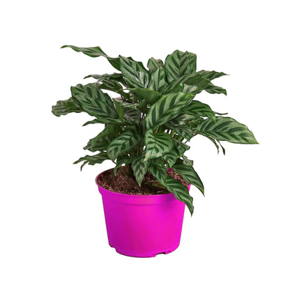 6 Pack Calathea Concinna 'Freddie' - 6" Pot in 6in Pot - Live Tropical Houseplant - Easy to Grow | Air Purifying | Pet Friendly | Variegated | USA Growers | The Snobby Leaf
