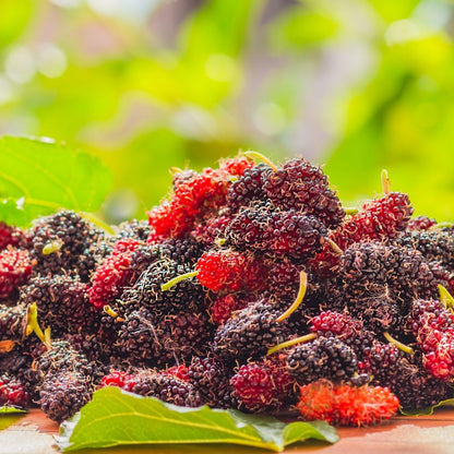 Dwarf Everbearing Mulberry Tree Live Plant for Planting, Mulberry Tree, Everbearing Fruit Tree, 4-7" Tall Plant