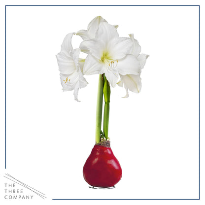 Waxed Amaryllis Bulb - Red Wax, White Blooms - Easy Care - No Watering Needed! Beautiful Live Décor!
