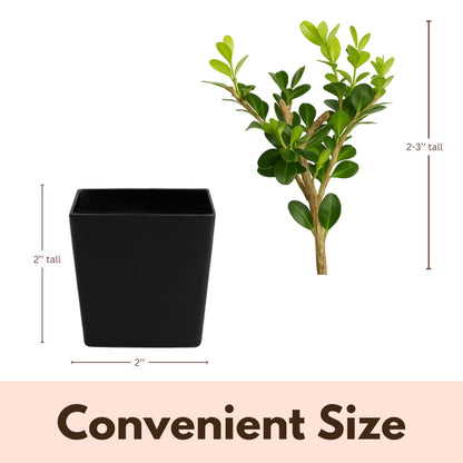 My Shelfie – Winter Gem Boxwood Bonsai Starter Tree (Buxus microphylla Japonica ‘Winter Gem’), 2-Inch Live Evergreen Shrub for Indoor or Outdoor Garden, Landscape, and Home Décor (1)