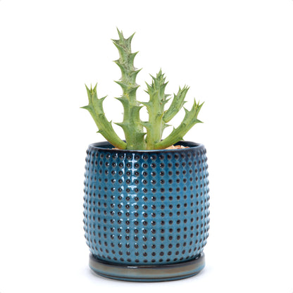 D'vine Dev 4 Inch Ceramic Beaded Stoneware Planter Pot - Flower Pot with Drainage Holes and Saucers for Indoor Succulent Plants or Flowers, Ocean Teal, 27-C-Z-8