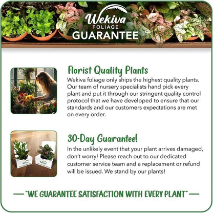 Velvet Trumpet Pitcher Plant - 1 Live Starter Plant - Sarracenia - Beautiful Colorful Easy Care